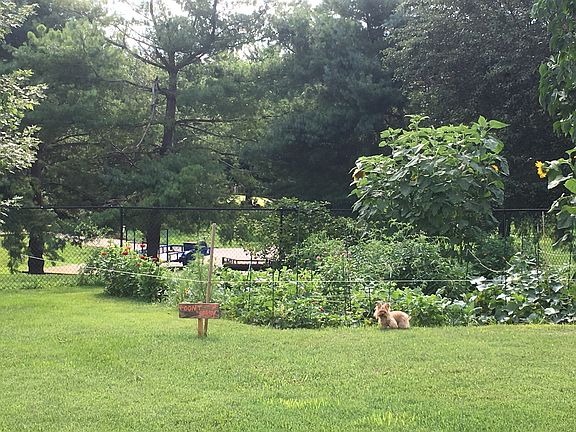 garden and est. blackberries