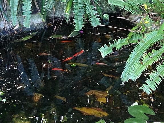 Koi pond