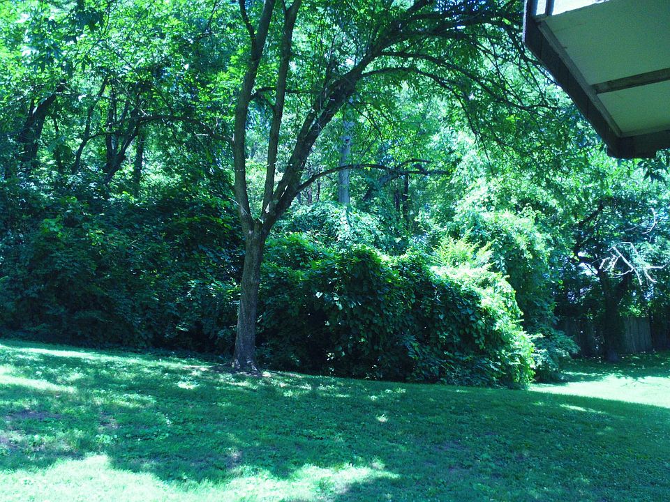Backyard off rear patio