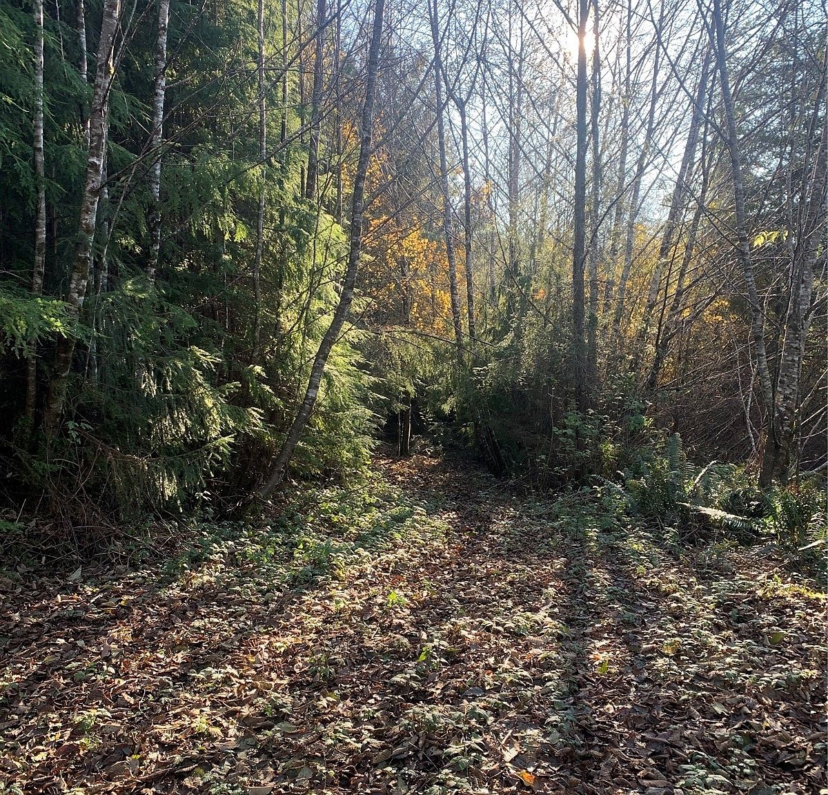 3 Tract Parpala Road, Naselle, WA 98638 MLS NWM2014436 Zillow