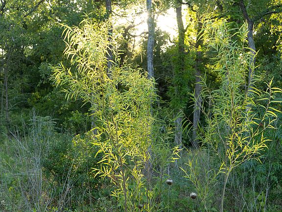 2nd image of 156 Wilbarger Creek Dr