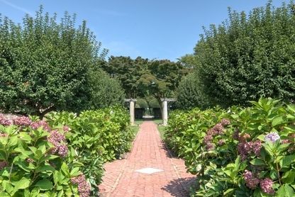 Rose Garden & Grounds by Frederick Olmstead