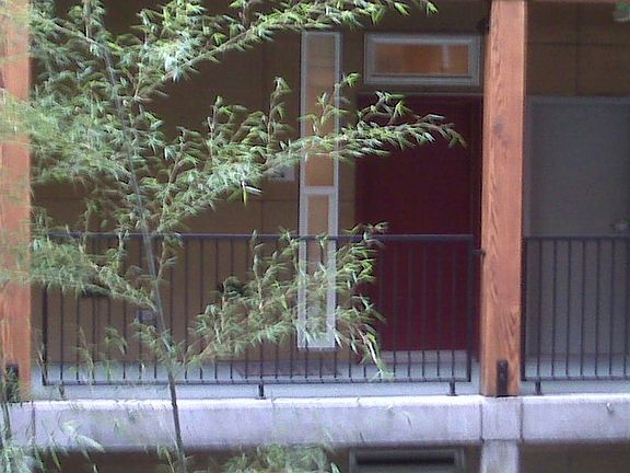 front door, and bamboo garden