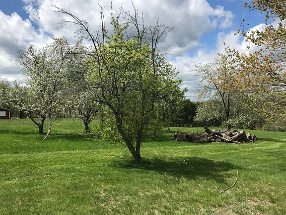 Apple & Peach Trees on Property