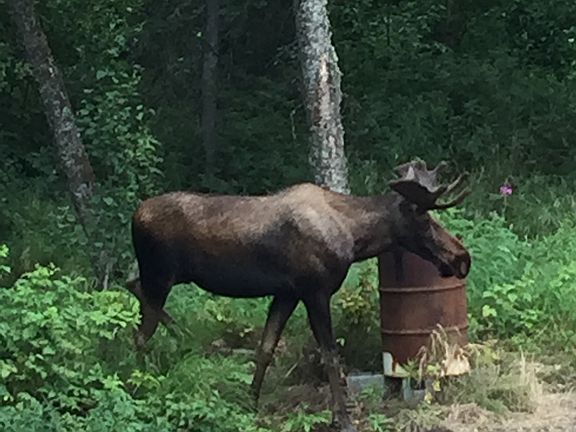 Another visitor