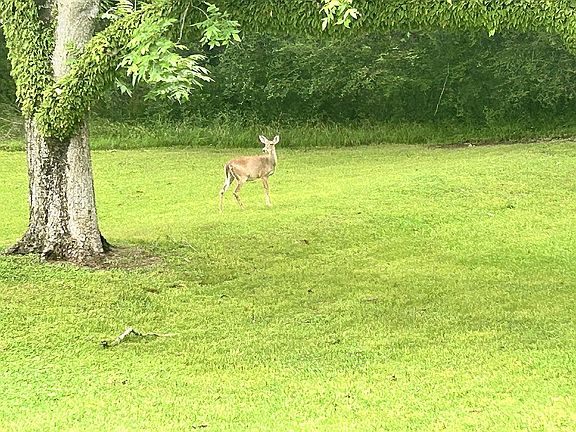 3rd image of 8008 Pecan Dr