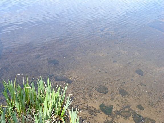 Sandy lake bottom.