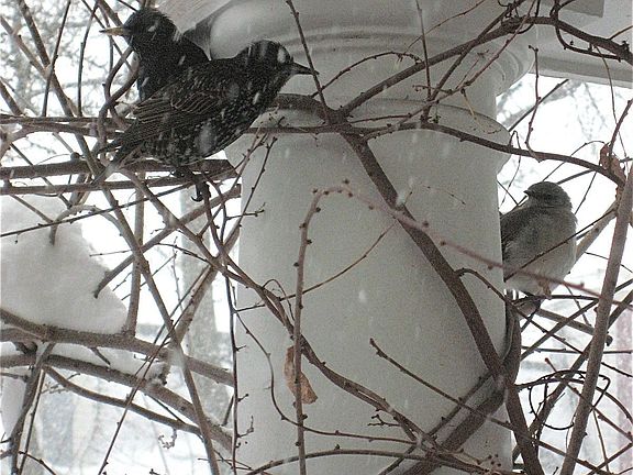 Birds take shelter on the porch's climbing vine (winter)