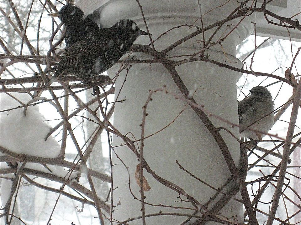 Birds take shelter on the porch's climbing vine (winter)
