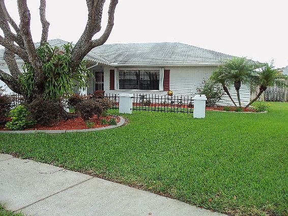 Front view tree and staghorn