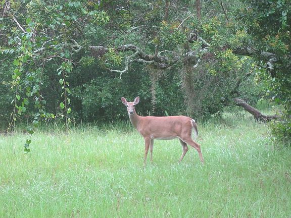 Outside bedroom window