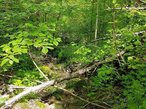 2nd image of 0 Pipe Creek Rd