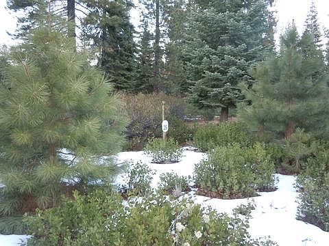 5th image of 140 Silver Pine Rd