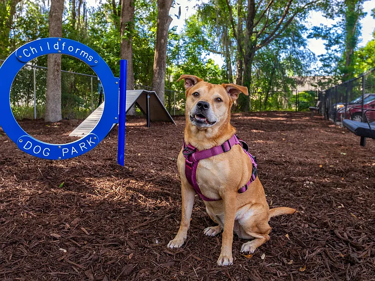 Bring your furry friends to our off-leash dog park, complete with agility equipment and shaded seating for pet parents.