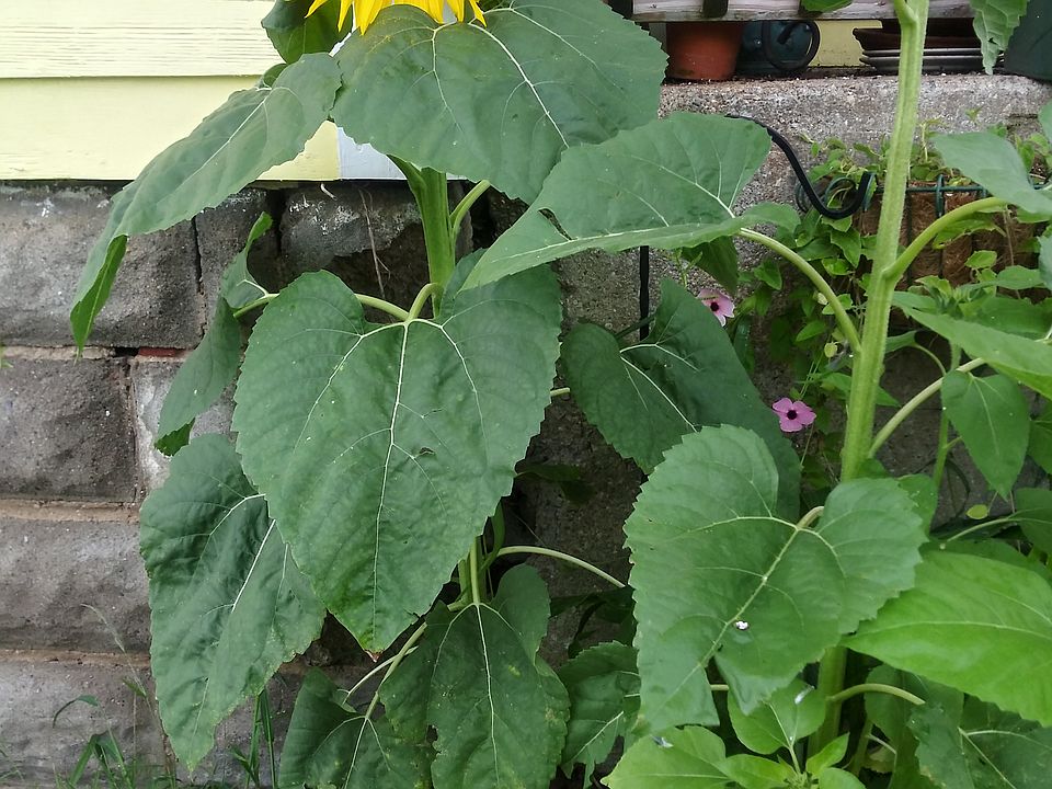 Sunflowers