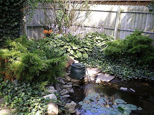 Fish Pond in Back Yard