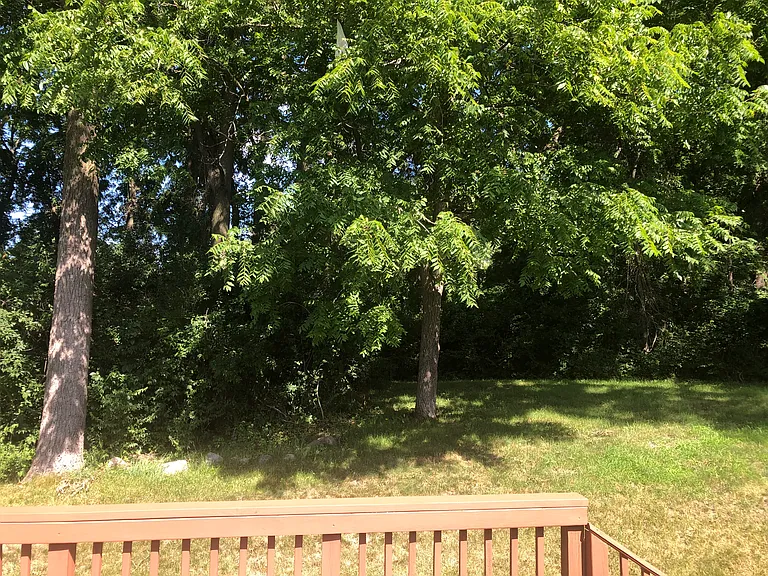 Neighbors say they have deer and turkey visit their back yards.