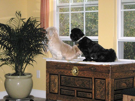 Smaller living room windows