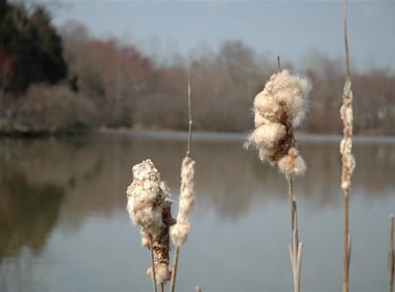 neighborhood lake