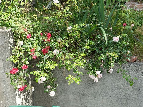 Our roses in bloom.