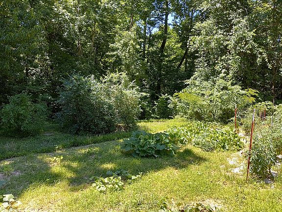 Established blueberry bushes