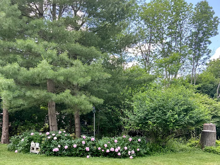 Back yard in June