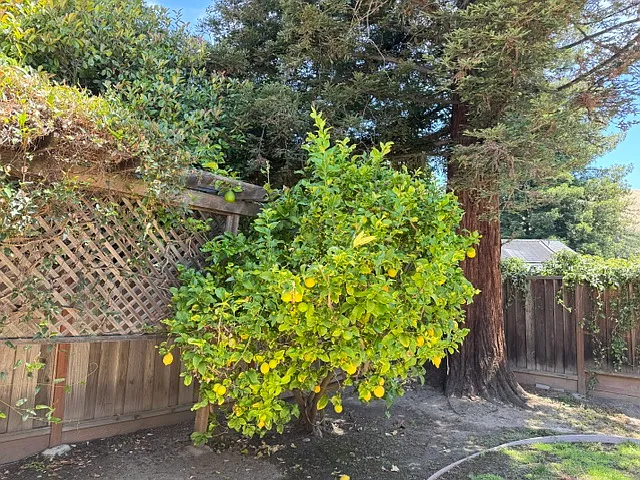 39574 Benavente Ave — Photo 2