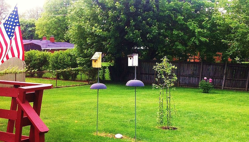 back yard