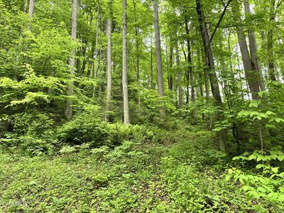 TRACT 2 Ingram Branch Rd, Roan Mountain, TN, 37687