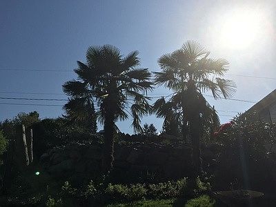 Front Foliage