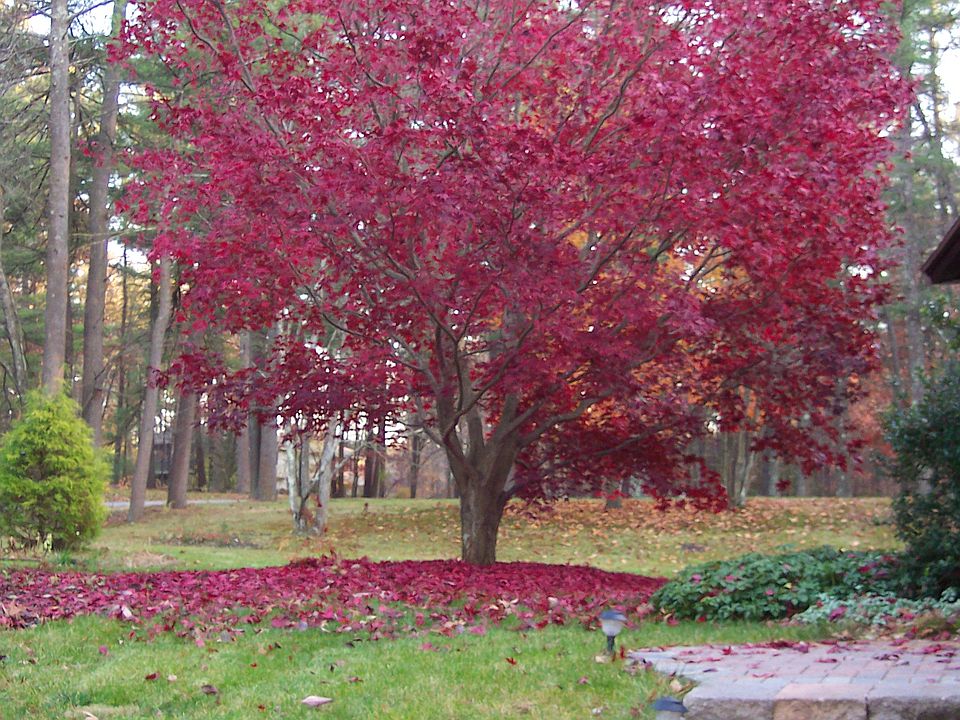 2nd image of 108 Kirkland Dr