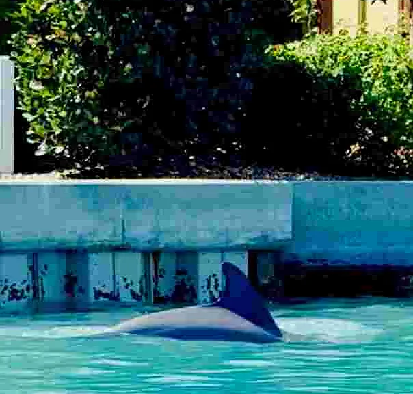 Dolphins and Manatee and Tigers (just kidding) oh my...