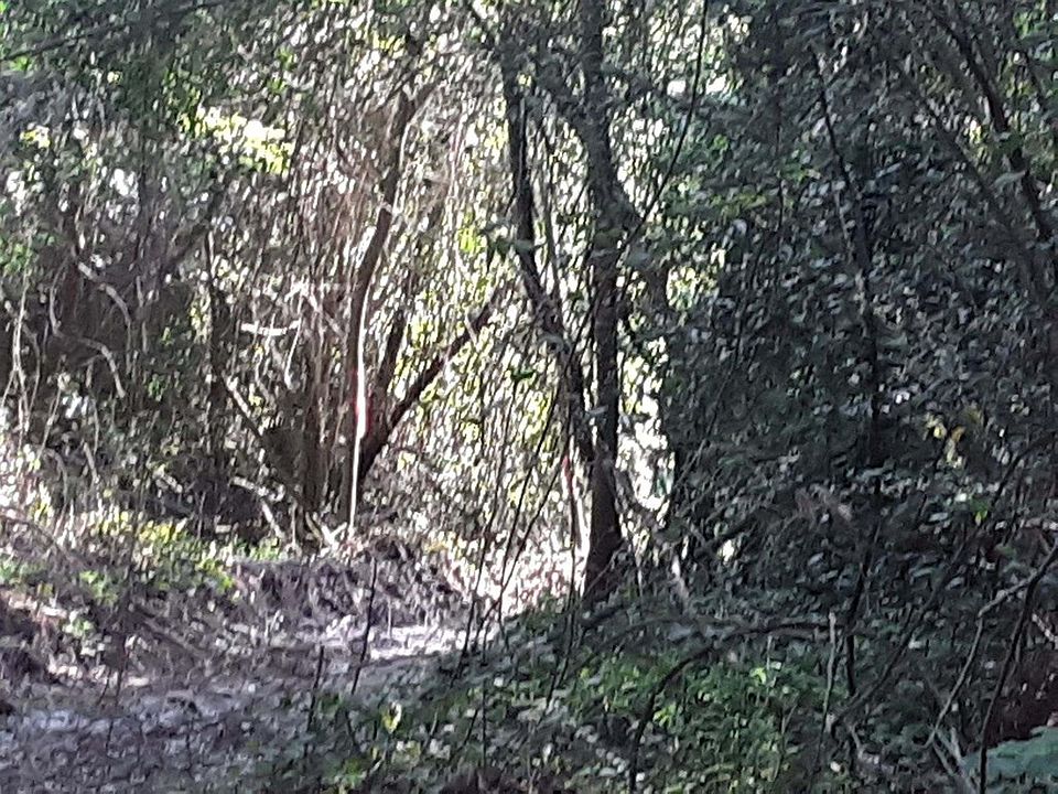 0 Old Hwy 3, Camilla, GA 31730 MLS 153758 Zillow