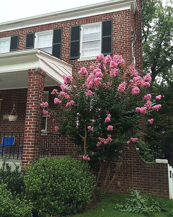 Fabulous Crepe Myrtle