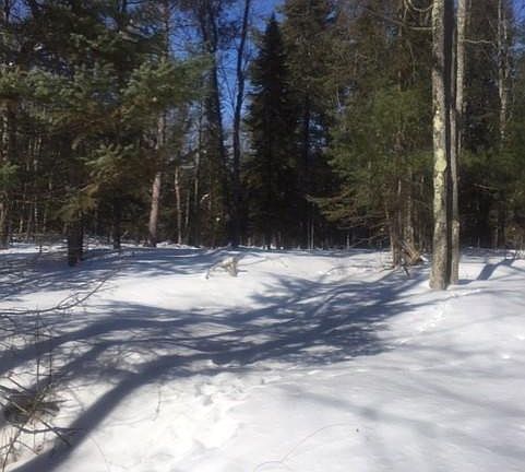 3rd image of Wildwood Ln