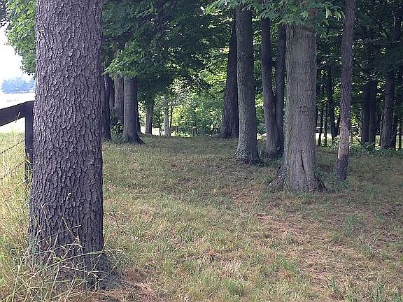 Large, mature trees