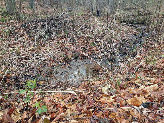 Small Branch on the property