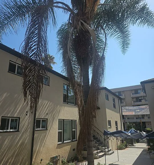 537 S Catalina St — Photo 5