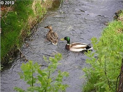 Seasonal Creek