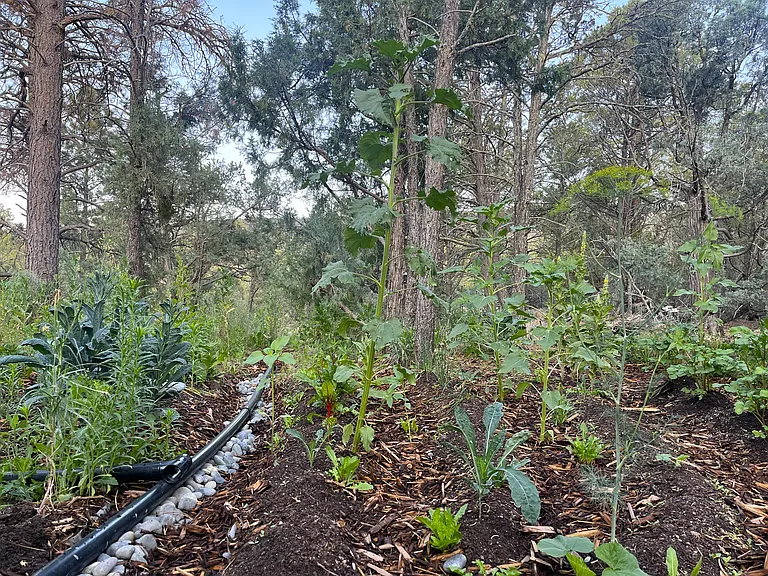 Vegetable gardens with automatic watering.