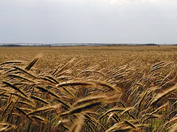 Wheat field