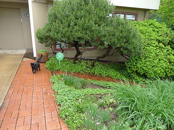 Front with House outside cat