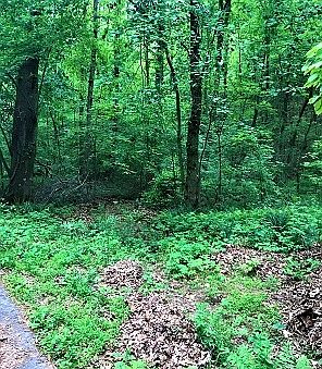 2nd image of 31 Timber Ridge Ln