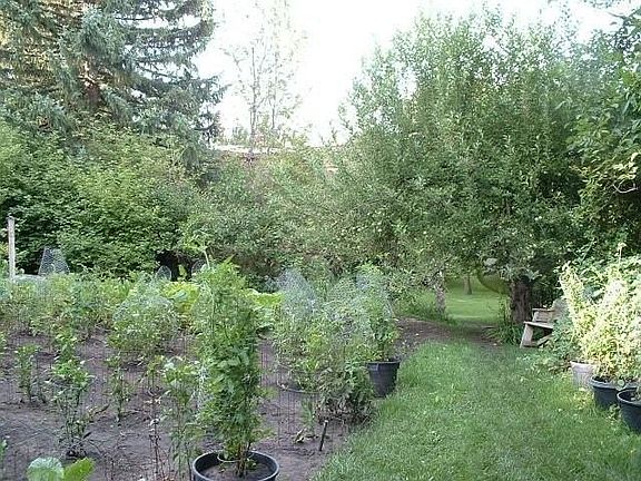 More Garden Shots