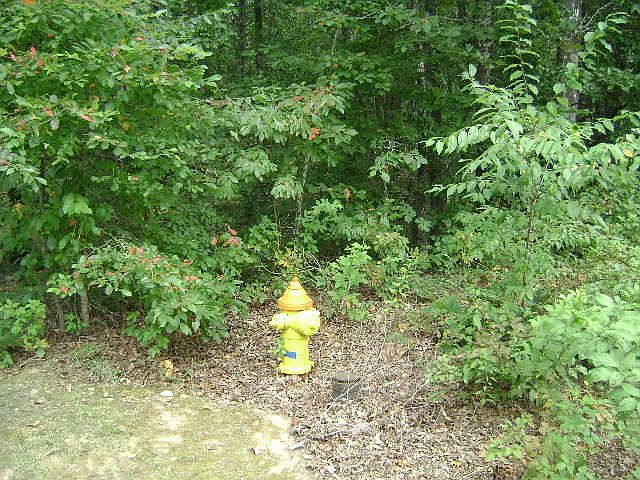 2nd image of 247 Thrushwood Dr
