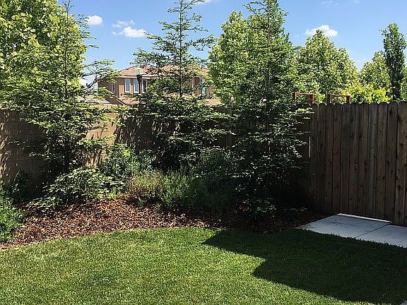 12 Mature Redwood trees