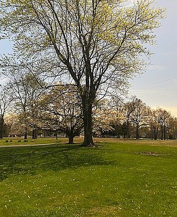 Front yard dogwood blooming