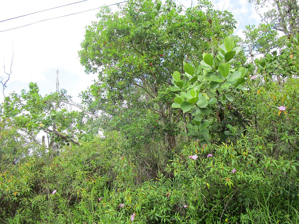 2nd image of 31st Ave Lot 288