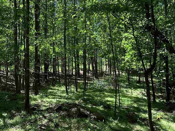 3rd image of Piney Creek Ln