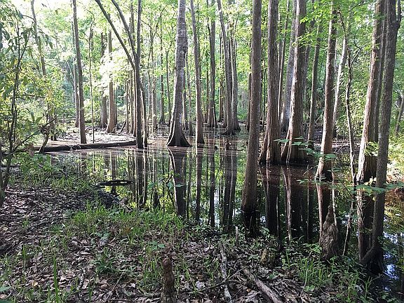 Woods with seasonal creek